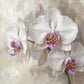 'Orchid Elegance' Canvas Print, 82 × 82cm